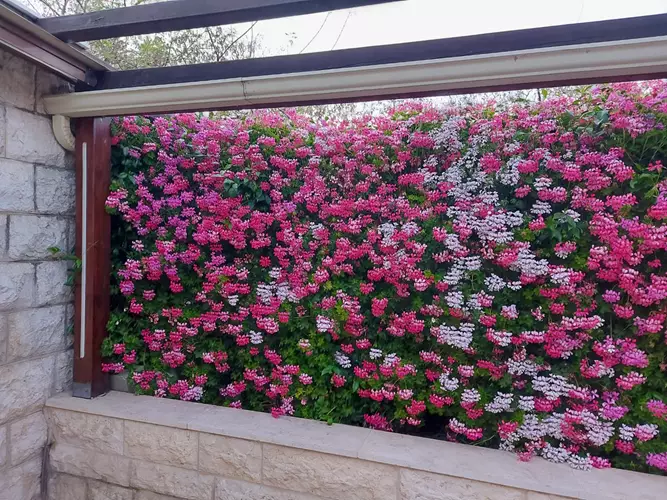 תכנון והקמת גינה כולל תחזוקה 2